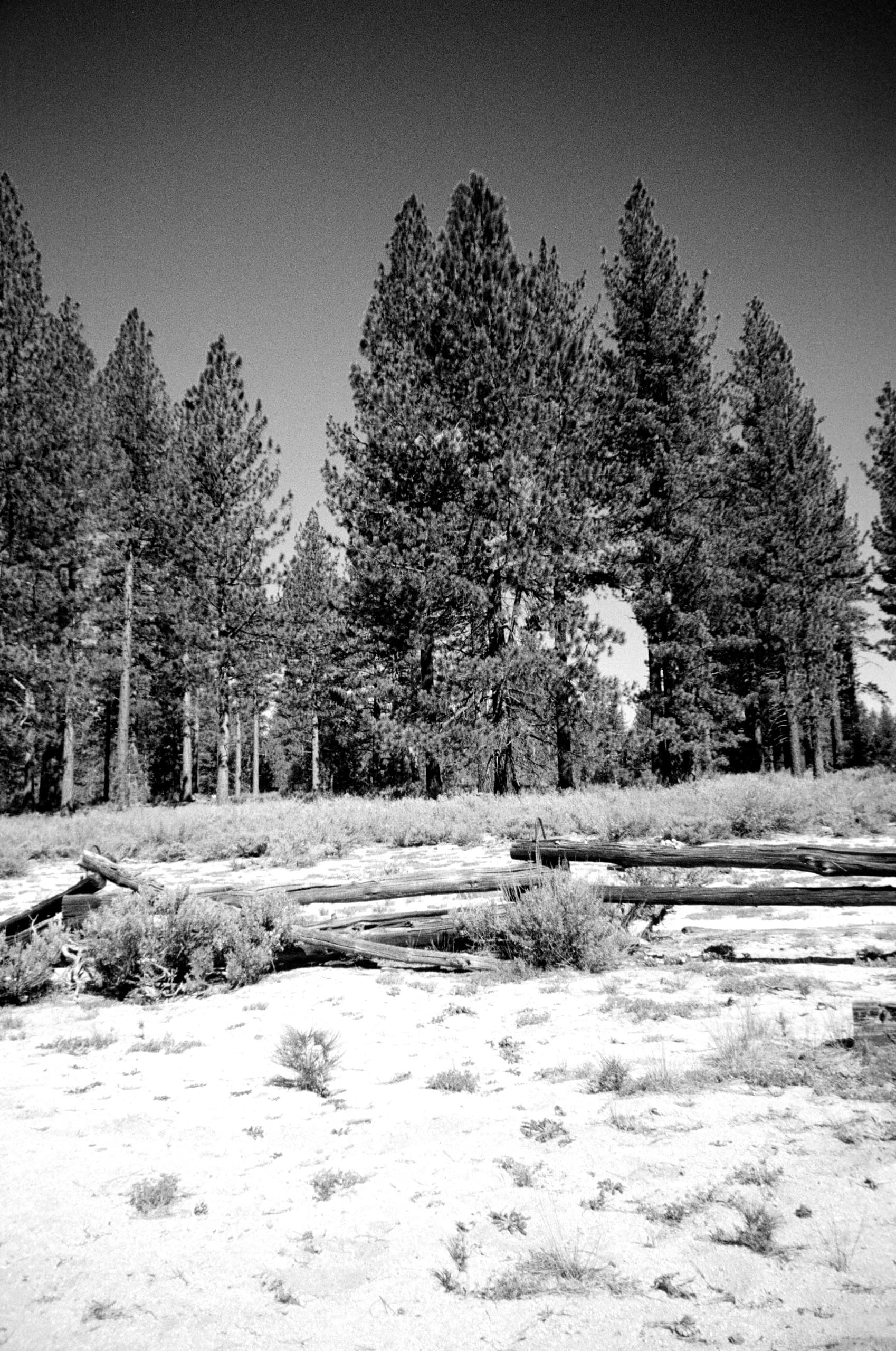 The old corral in the pines outside Lake Tahoe, shot on 35mm film